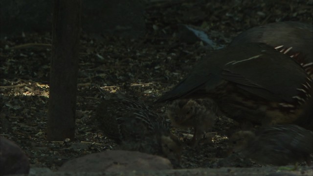 Gambel's Quail - ML464799