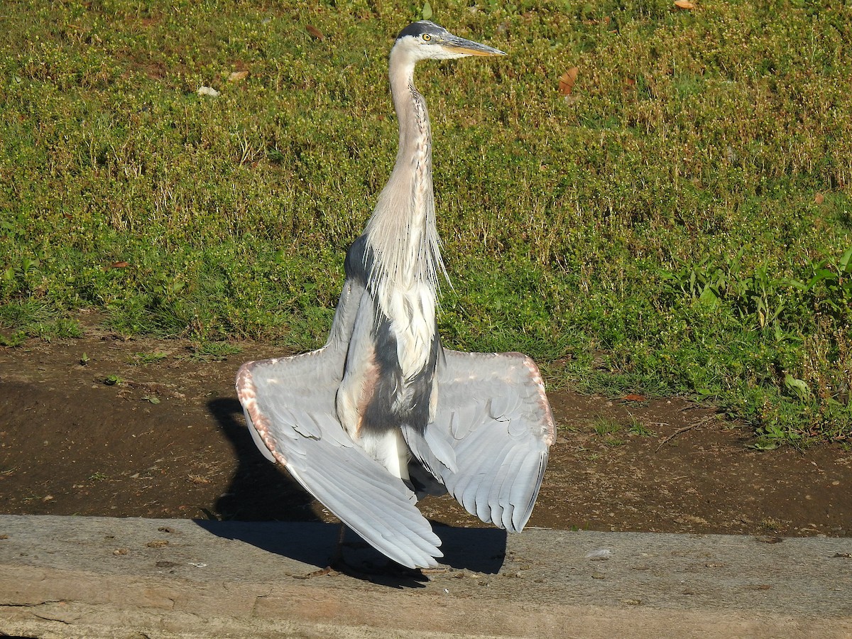 Great Blue Heron (Great Blue) - Mary McKitrick