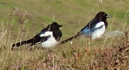 Eurasian Magpie - ML46479951