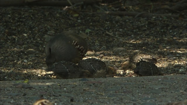 Gambel's Quail - ML464800