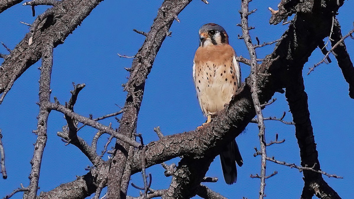 American Kestrel - Joanne Kimura