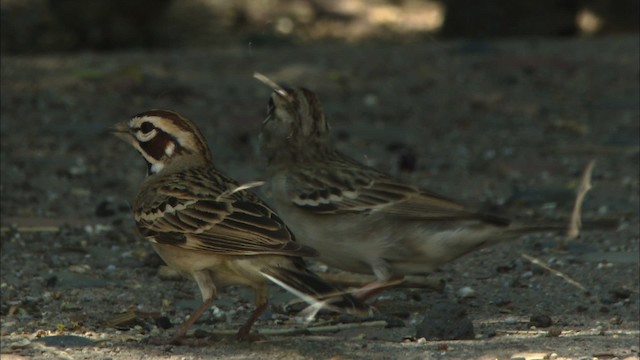 Lark Sparrow - ML464801