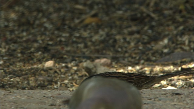 Harris's Sparrow - ML464803