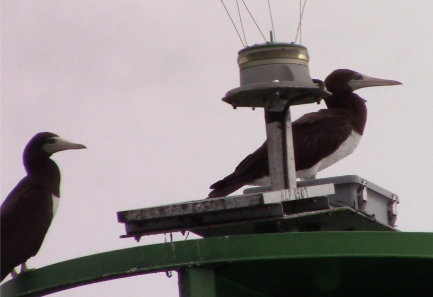 Brown Booby - Maria Smith