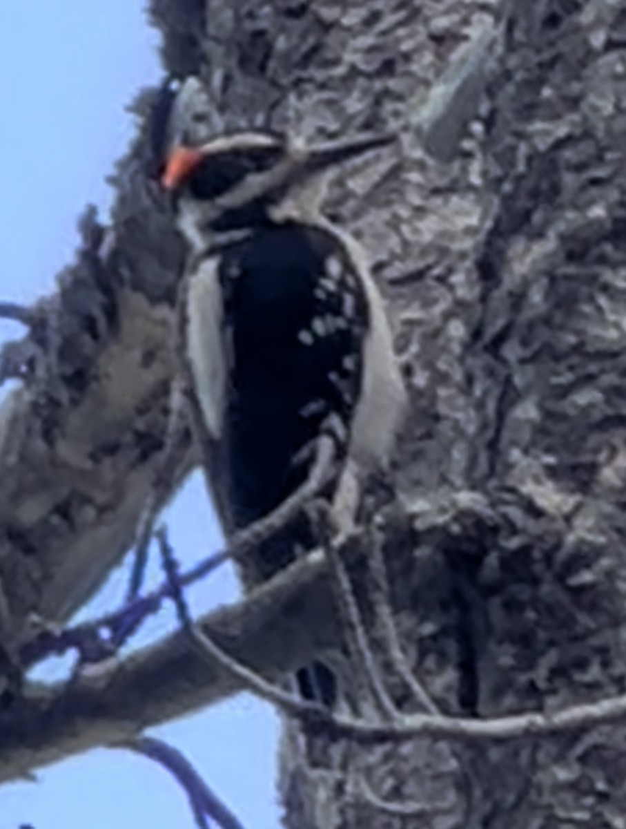 Hairy Woodpecker - ML464803601
