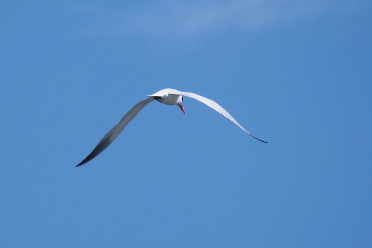 Морин хараалай - ML464804191