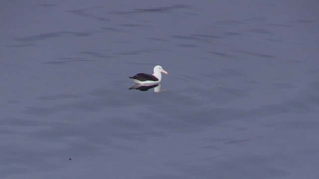 マユグロアホウドリ（melanophris） - ML464804481