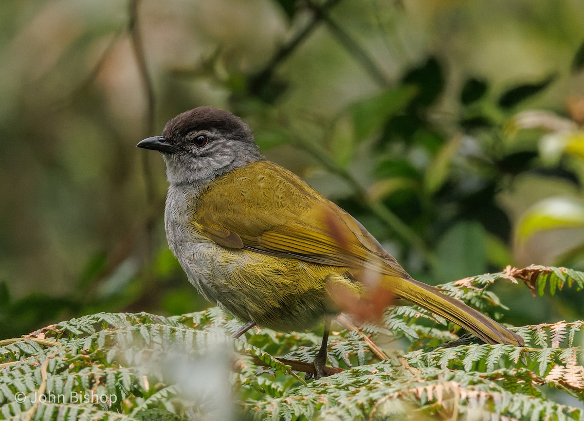Black-headed Mountain Greenbul - john bishop