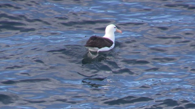 Albatros à sourcils noirs (melanophris) - ML464806311