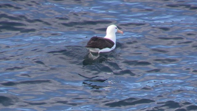 Albatros à sourcils noirs (melanophris) - ML464806311