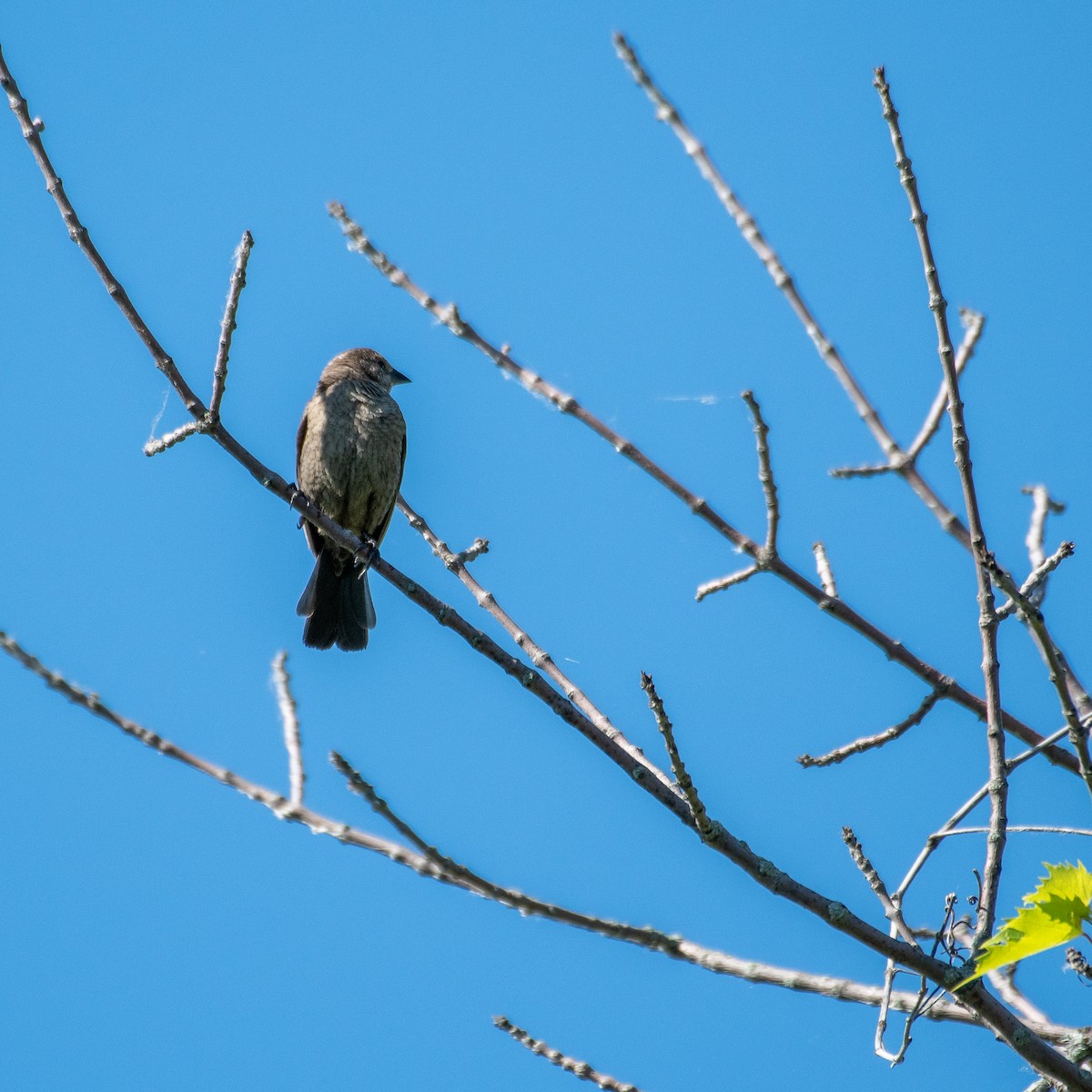 Brown-headed Cowbird - ML464806321