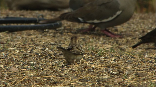 Lark Sparrow - ML464807