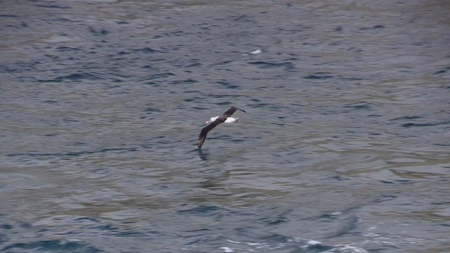 Black-browed Albatross (Black-browed) - ML464808171