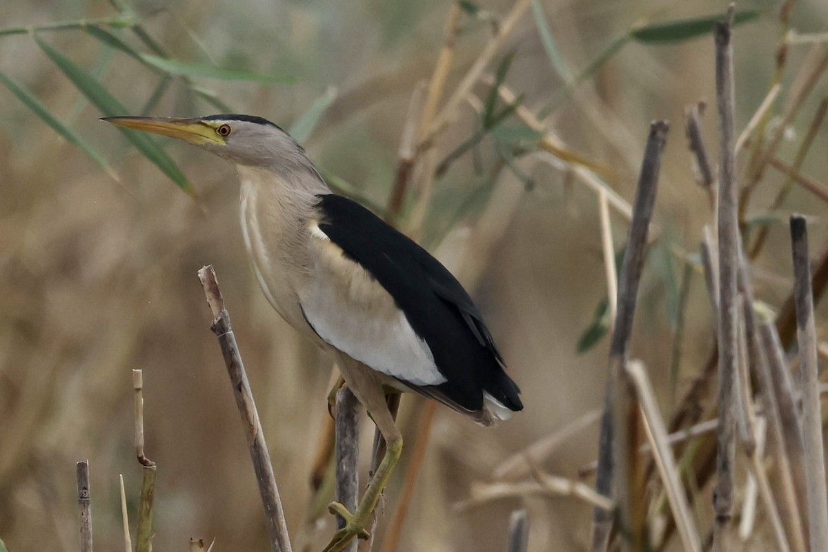 Little Bittern - ML464810191