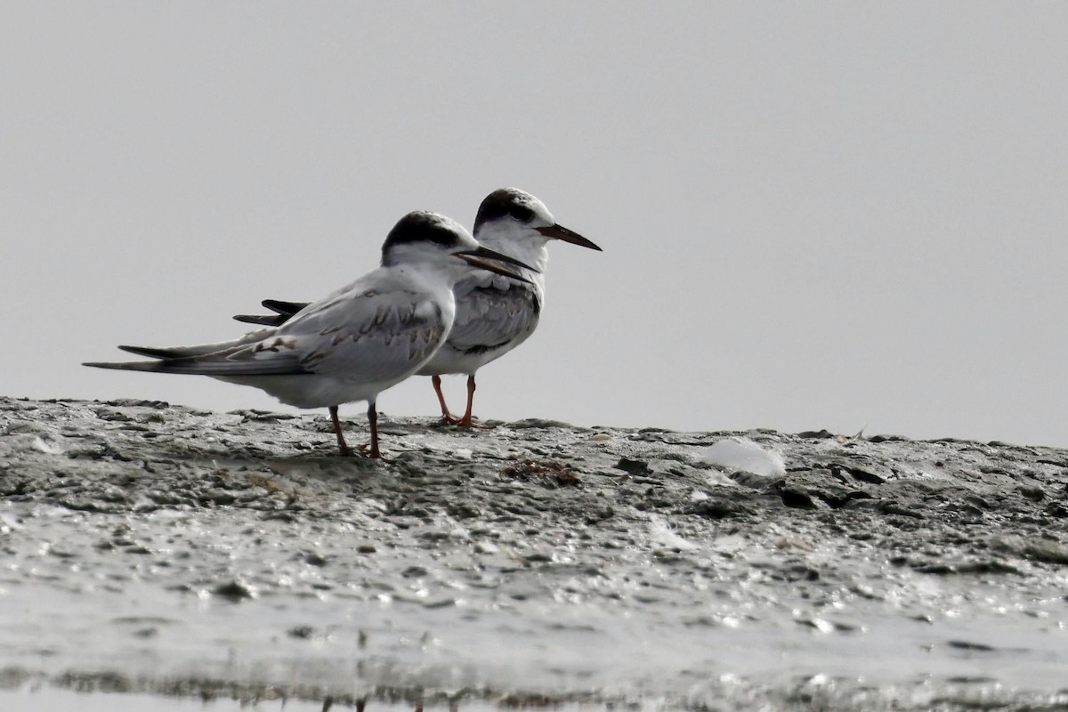 Little Tern - ML464811411