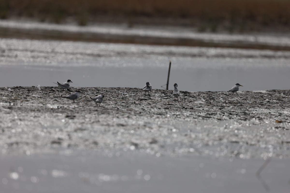 Little Tern - ML464811451