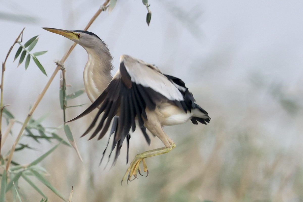 Little Bittern - ML464811531