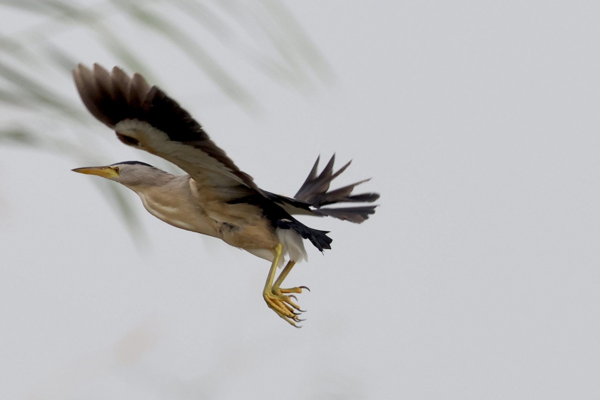 Little Bittern - ML464811591