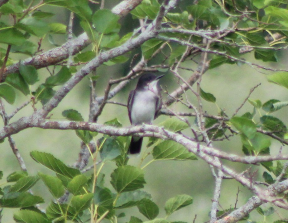 Eastern Kingbird - Kenneth Showalter