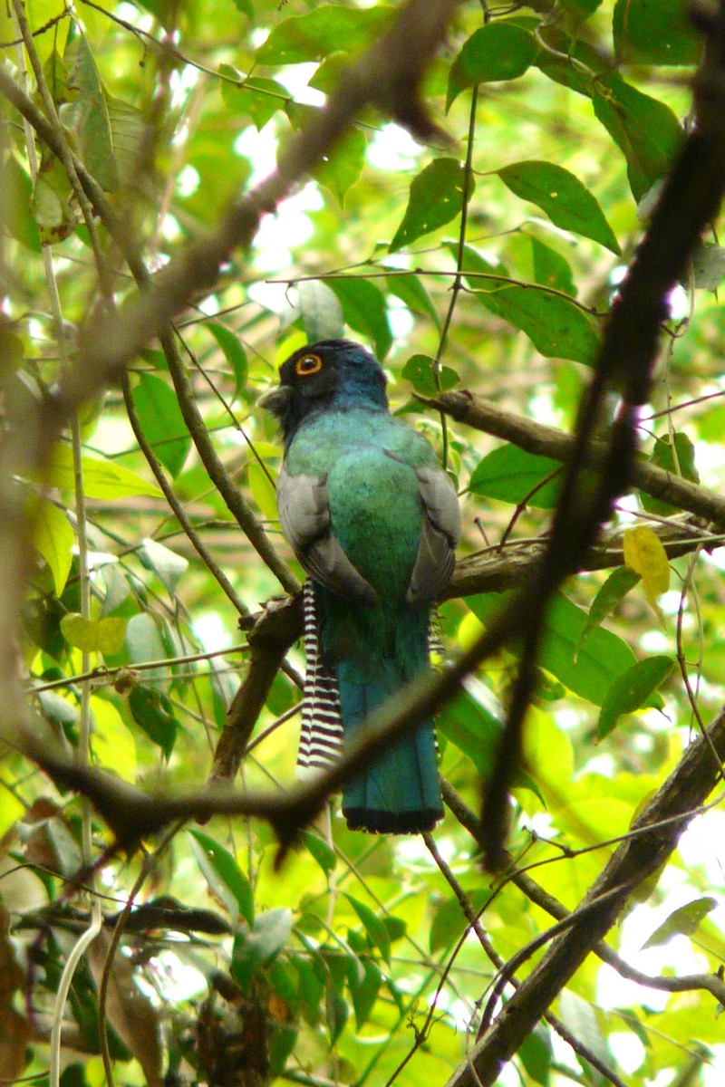 Blue-crowned Trogon - ML464812261