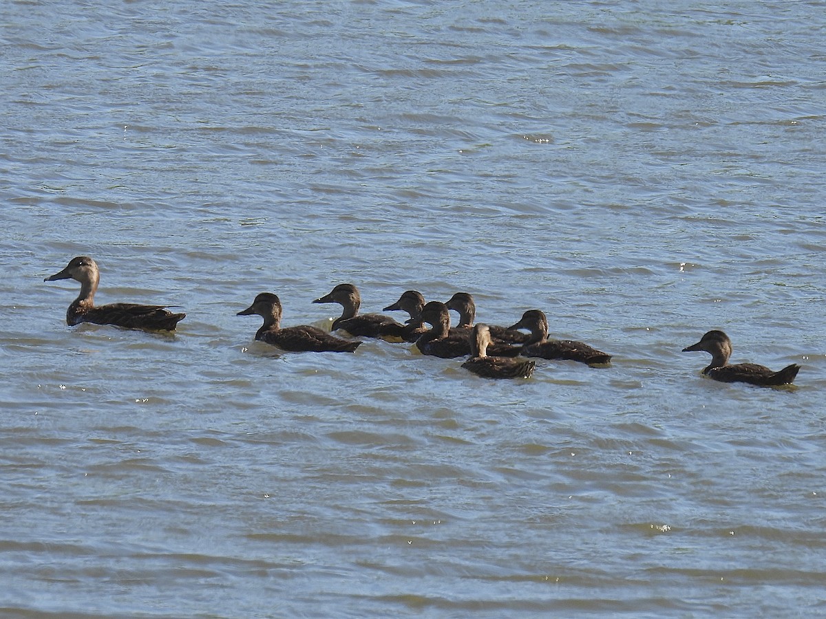 American Black Duck - ML464812881