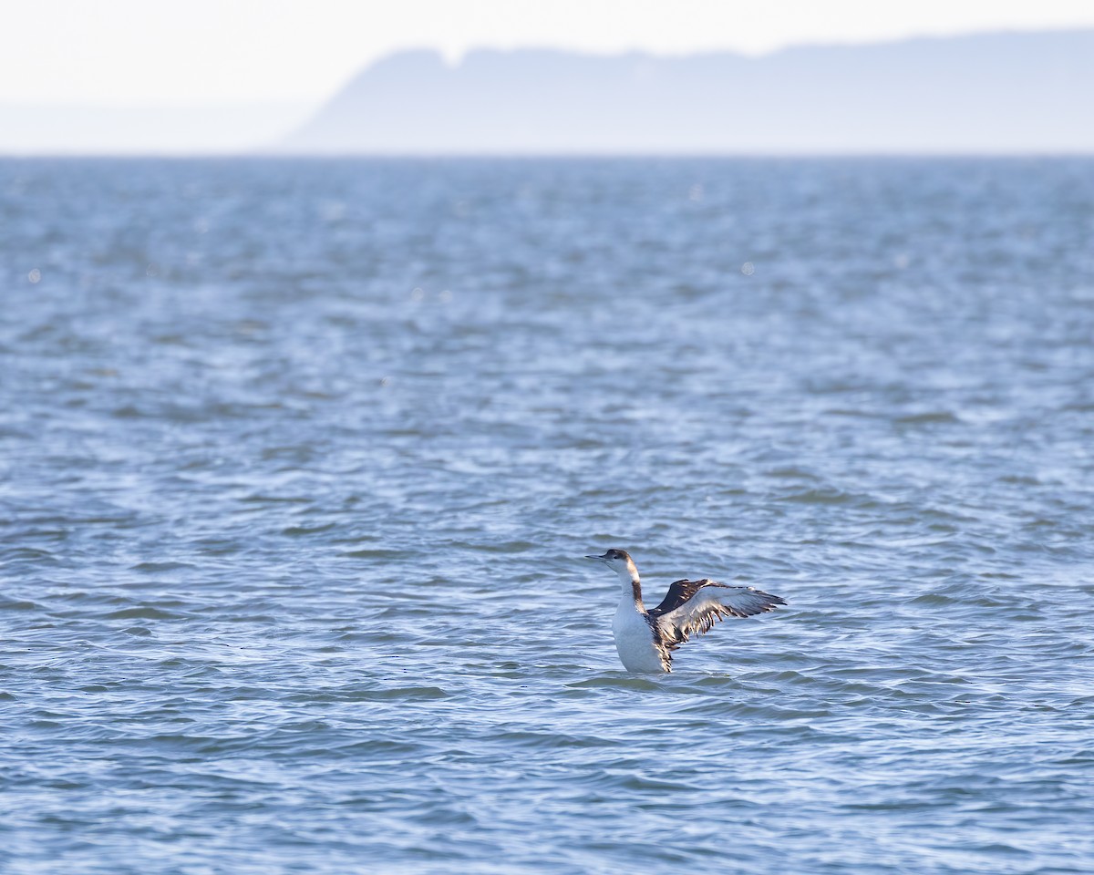 Common Loon - ML464813321