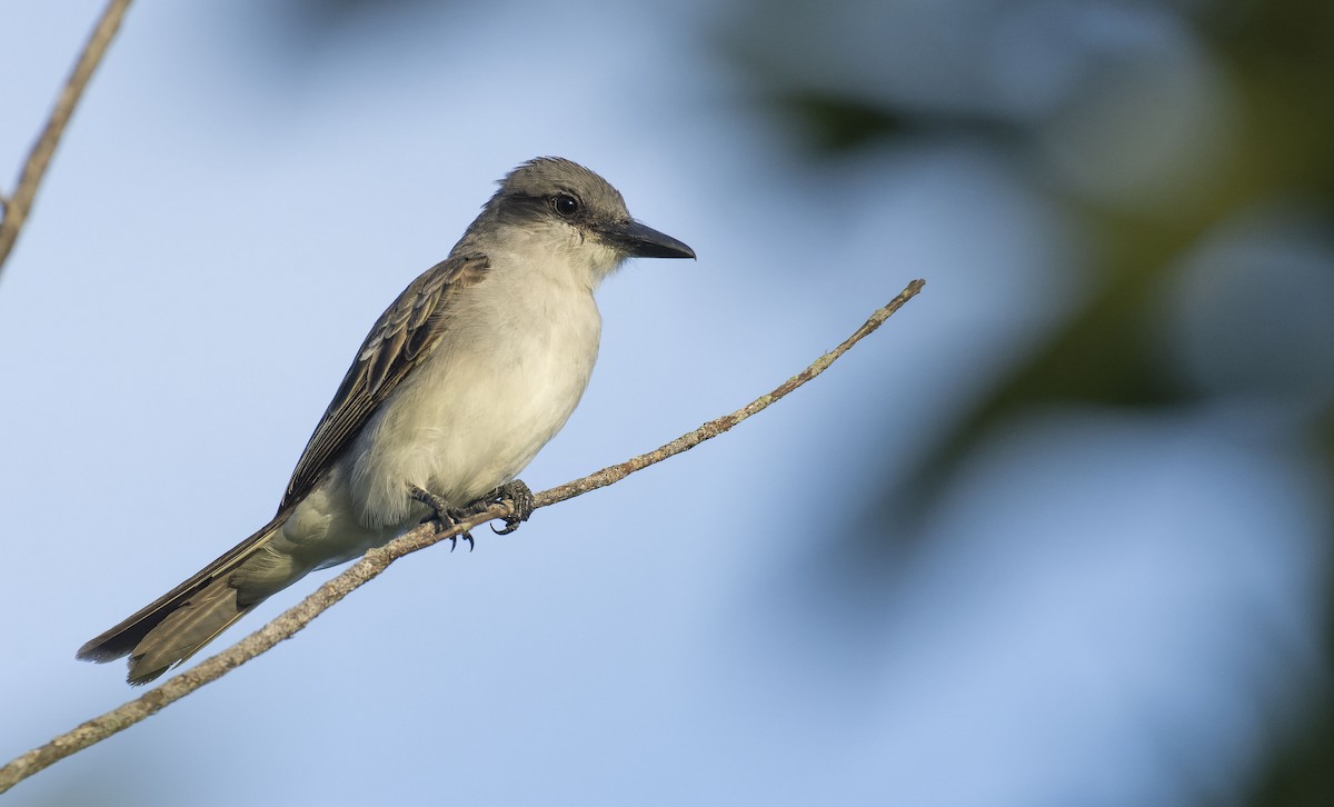 Gray Kingbird - ML464817021