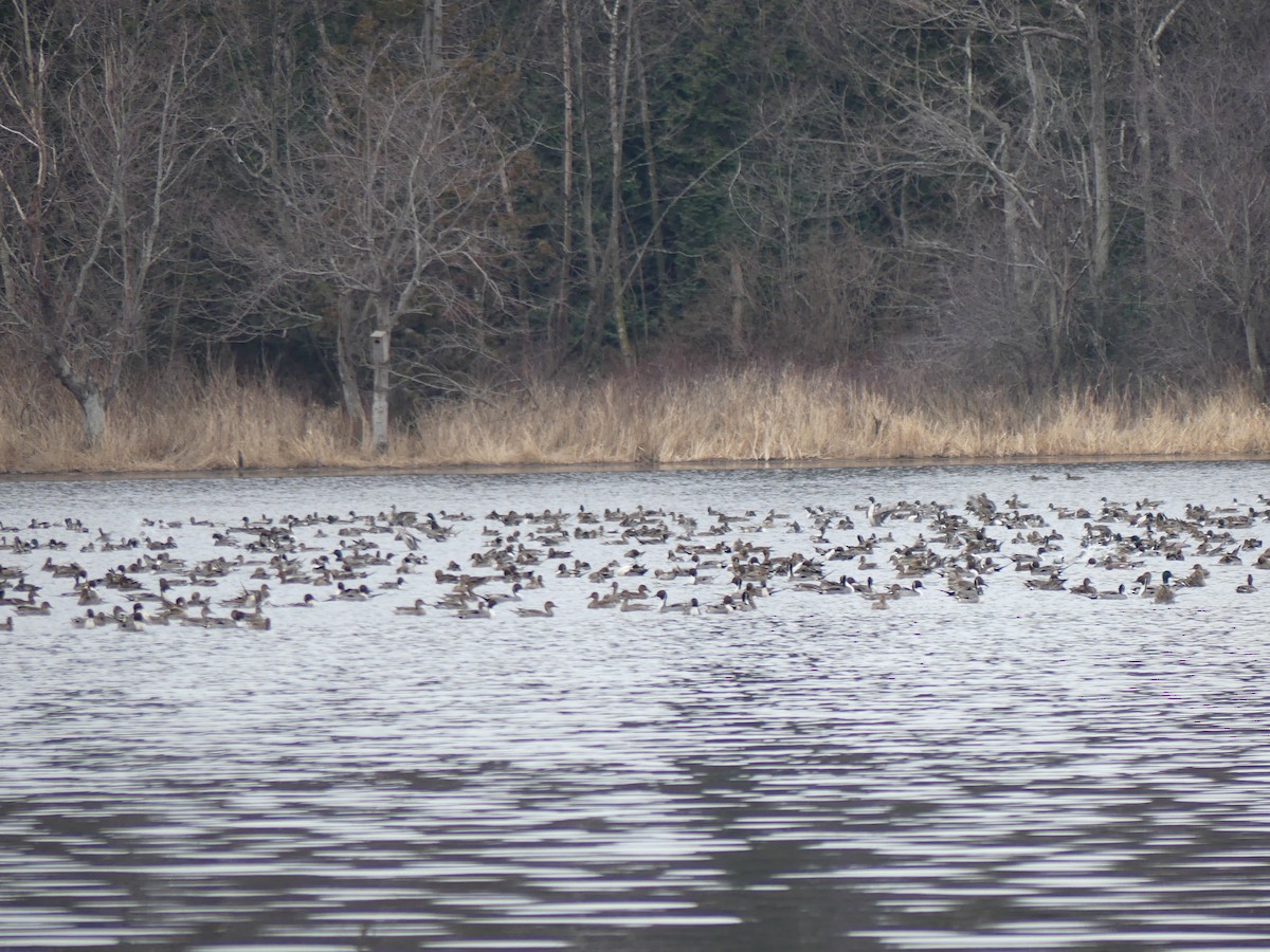 Northern Pintail - ML46481711