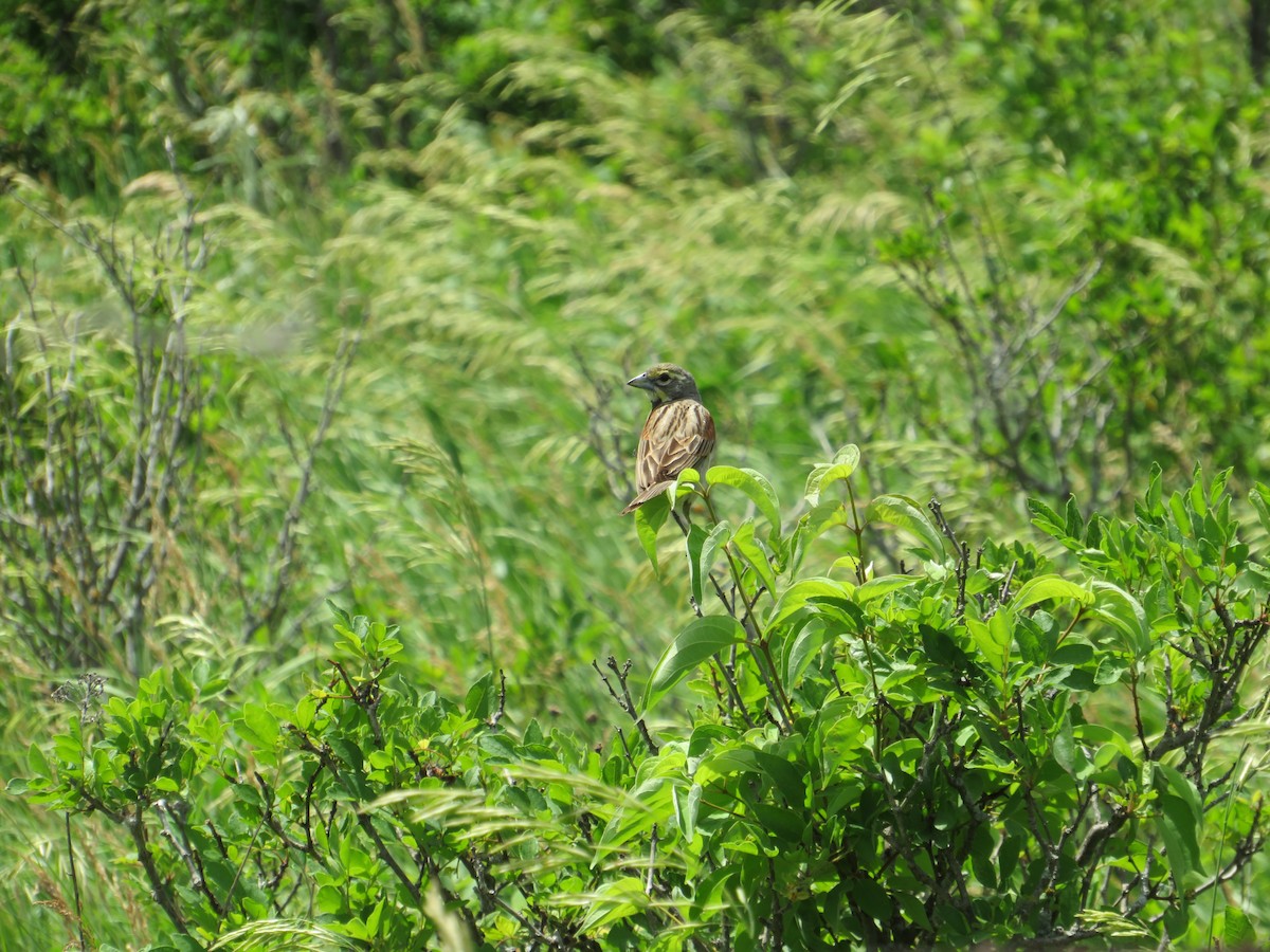 Dickcissel - ML464817981