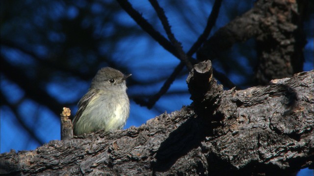 Hammond's Flycatcher - ML464818