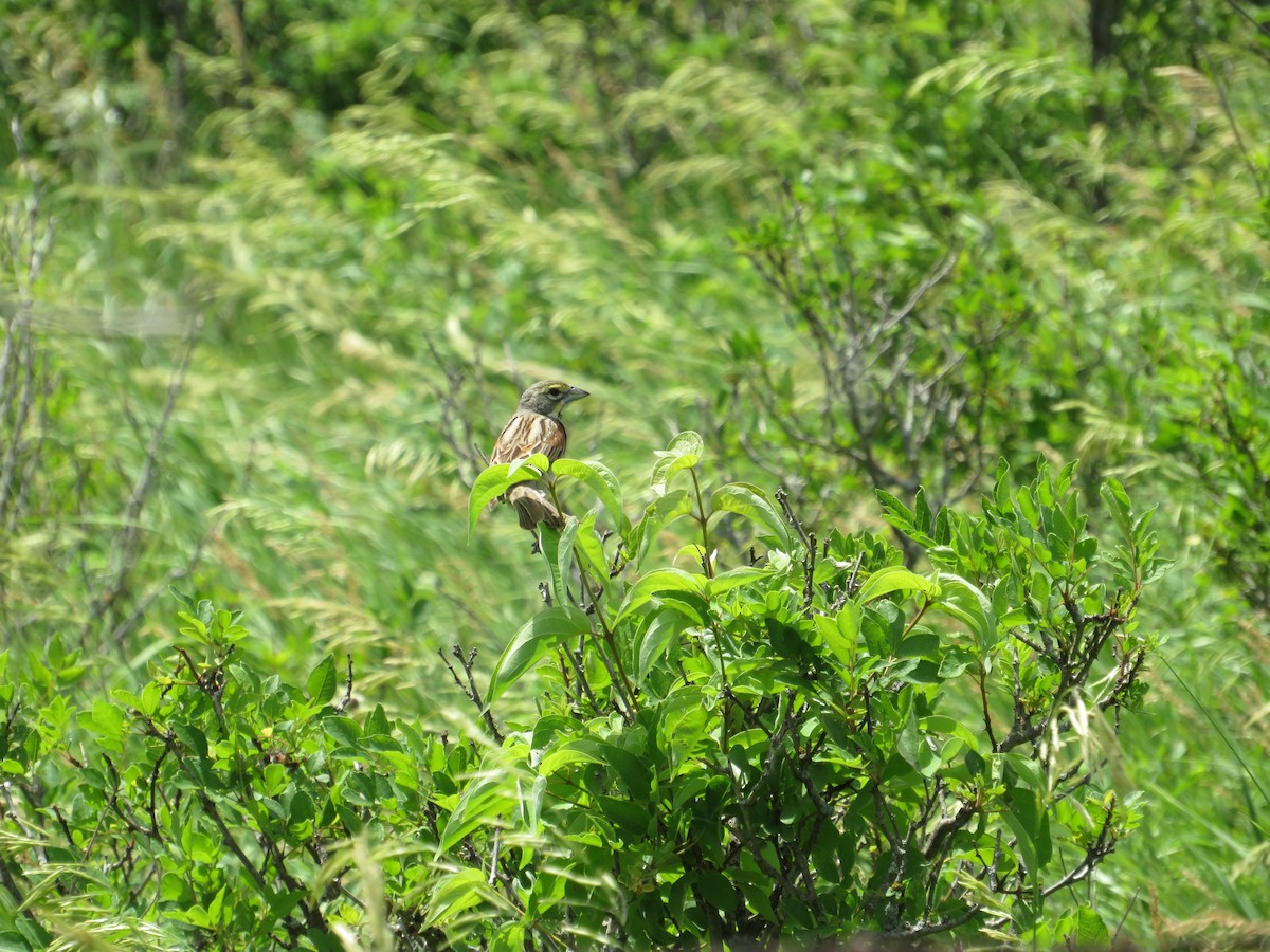 Dickcissel - ML464818021