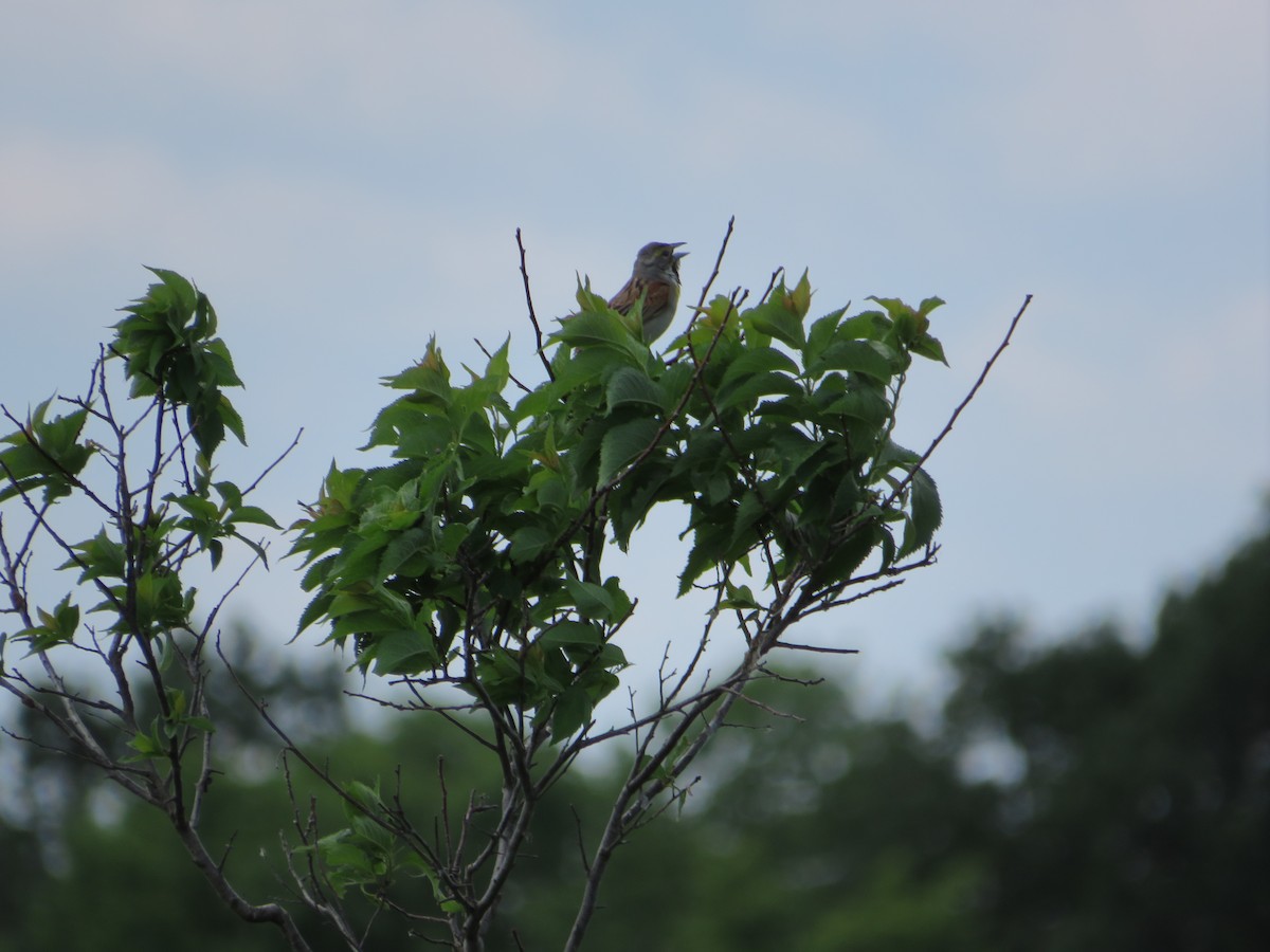 Dickcissel - ML464818141