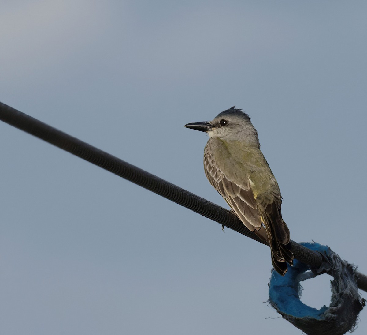 Tropical Kingbird - ML464818151