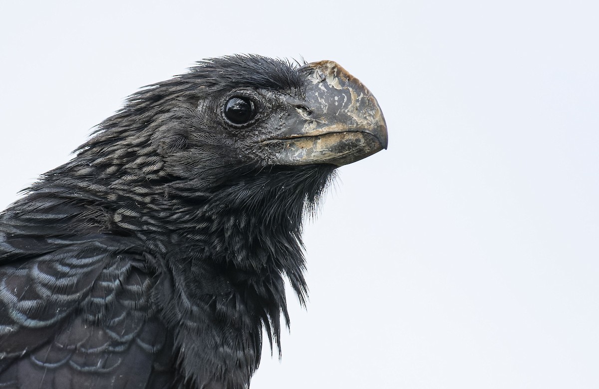 Smooth-billed Ani - ML464818401