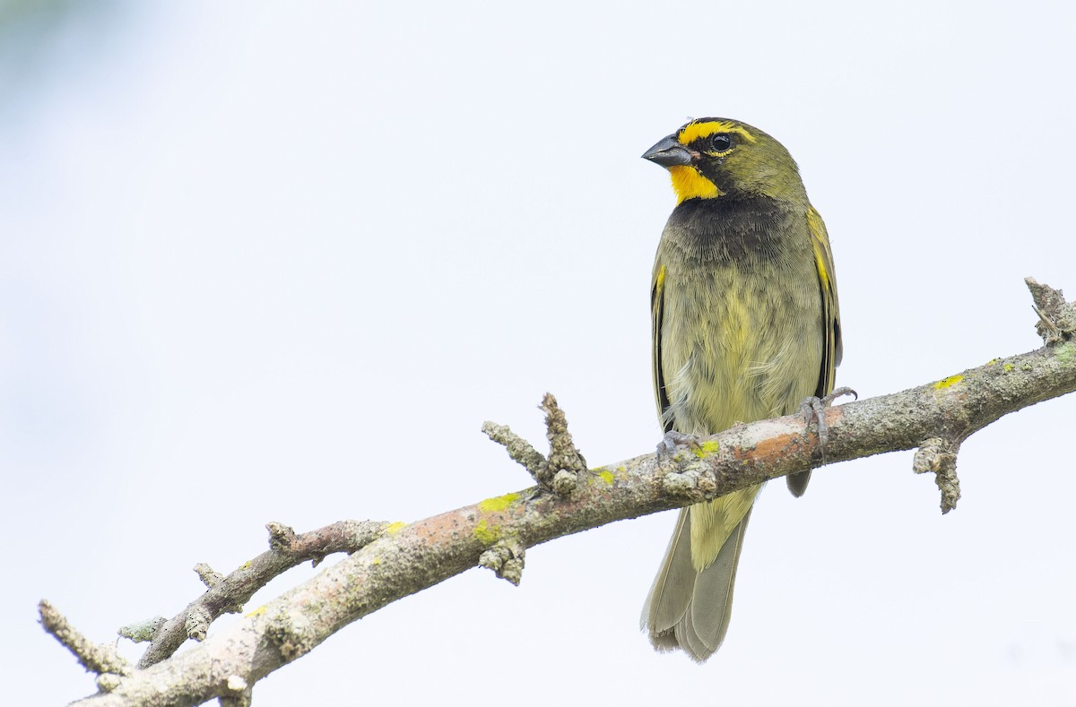 Yellow-faced Grassquit - ML464818481