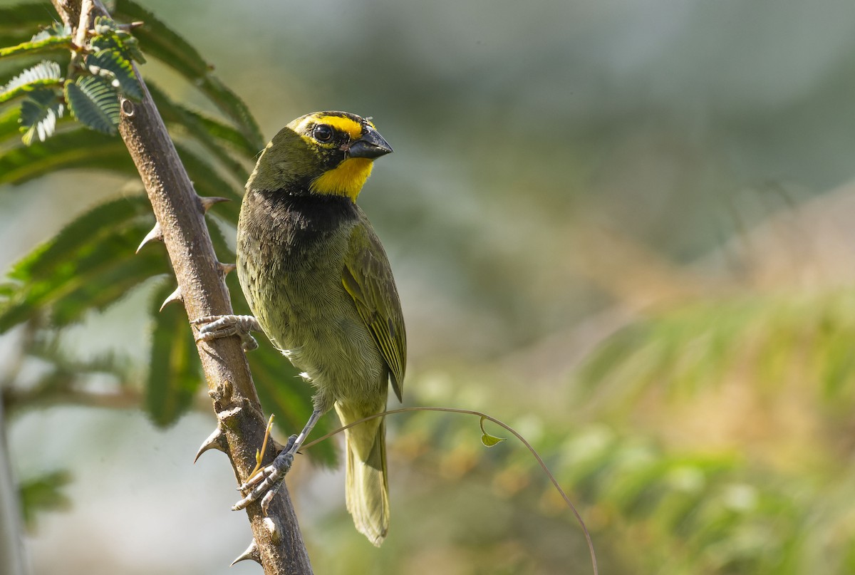 Yellow-faced Grassquit - ML464818571