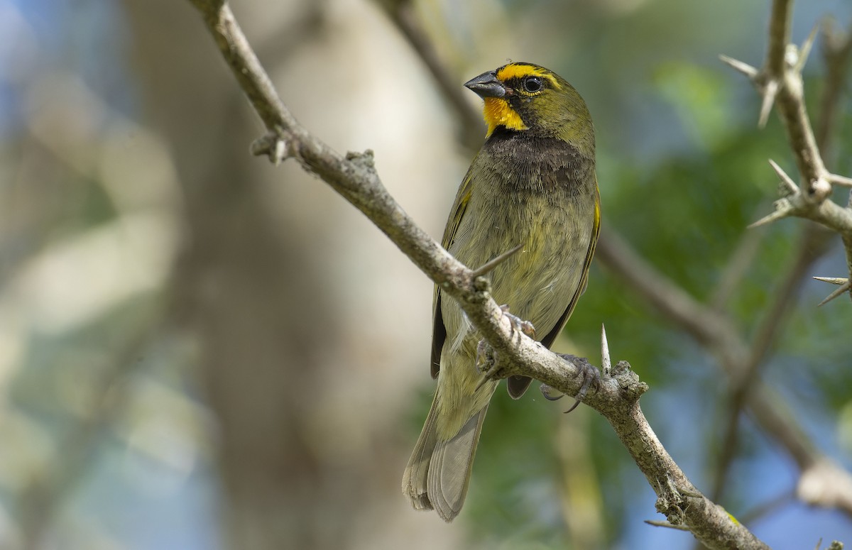 Yellow-faced Grassquit - ML464818621