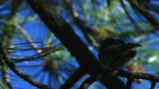 Hammond's Flycatcher - ML464819