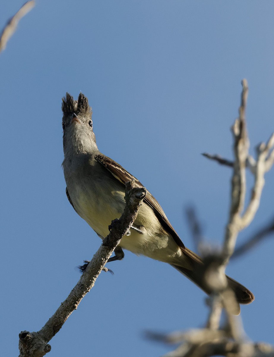 Yellow-bellied Elaenia - ML464819191