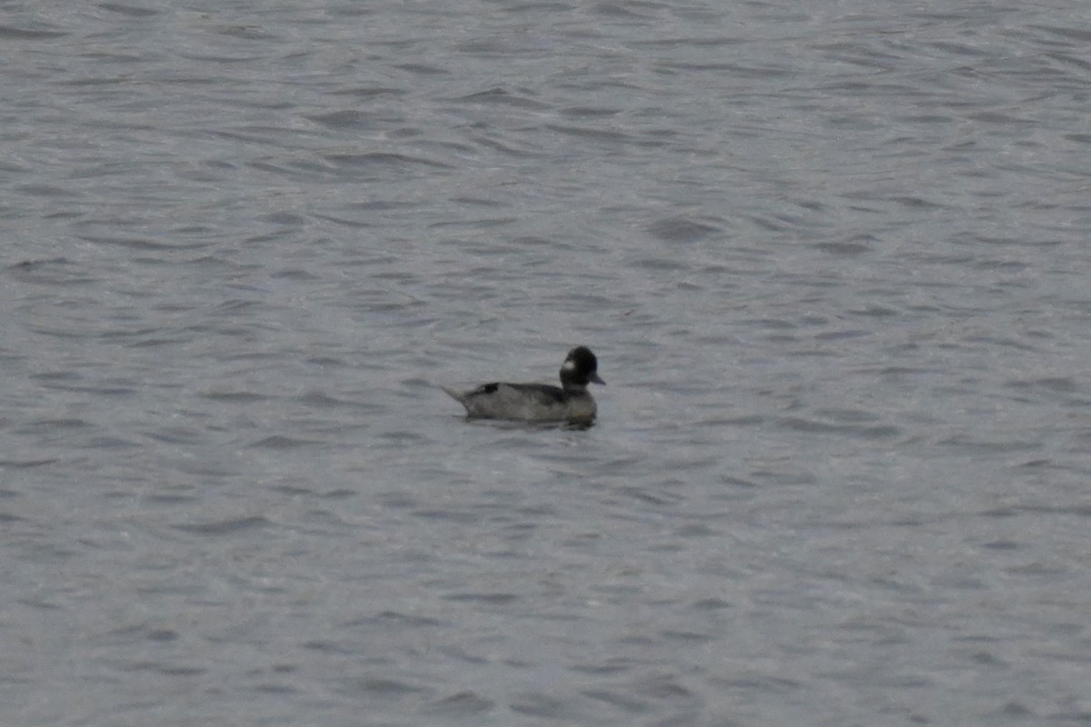 Bufflehead - Cameron Heusser