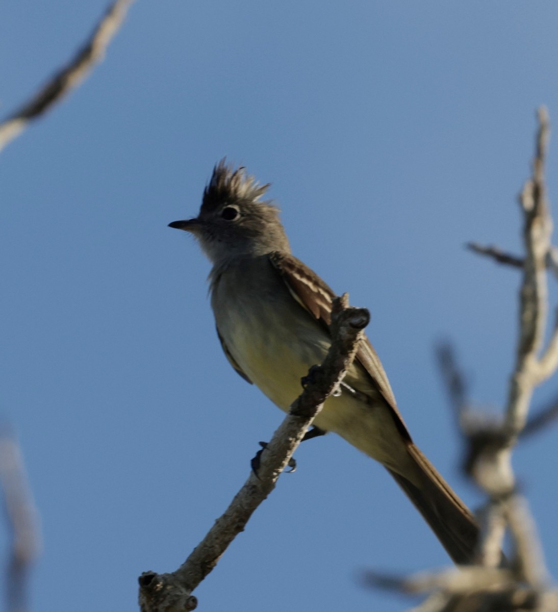 Yellow-bellied Elaenia - ML464819211