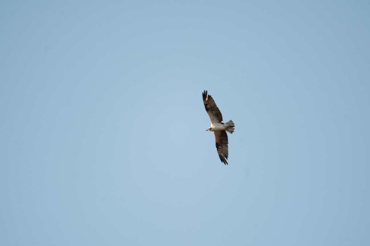 Balbuzard pêcheur - ML46481941