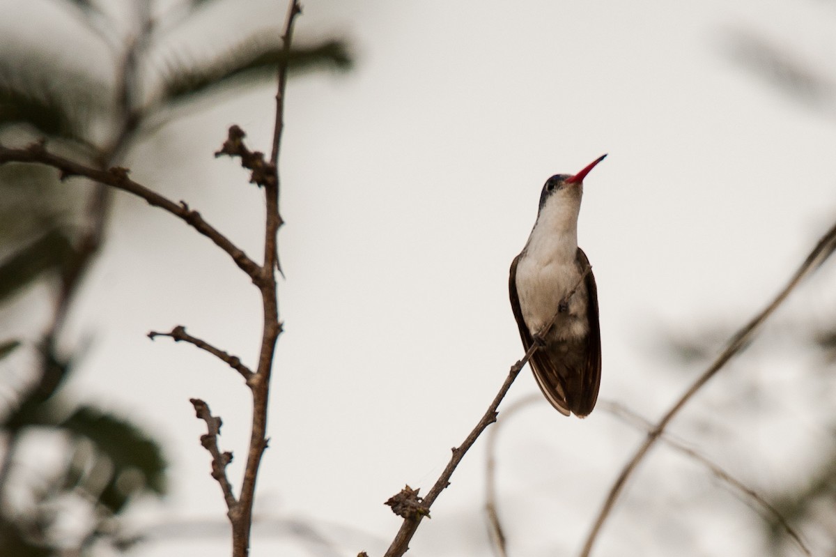 Violet-crowned Hummingbird - ML46482101