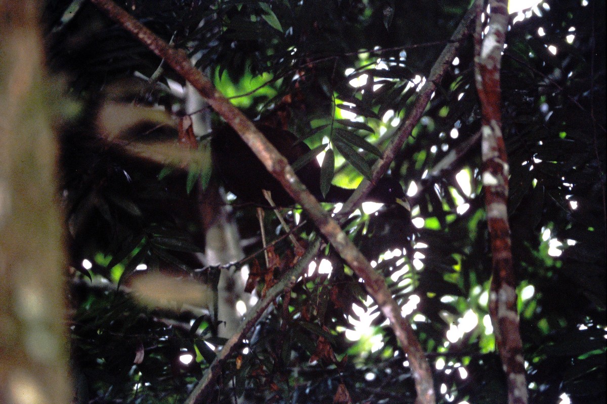 Kara Kanatlı Borazankuşu (viridis) - ML464821161