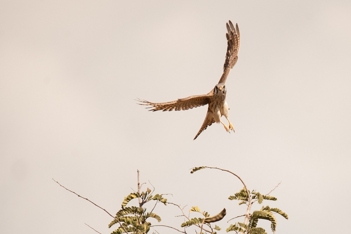 American Kestrel - ML46482171