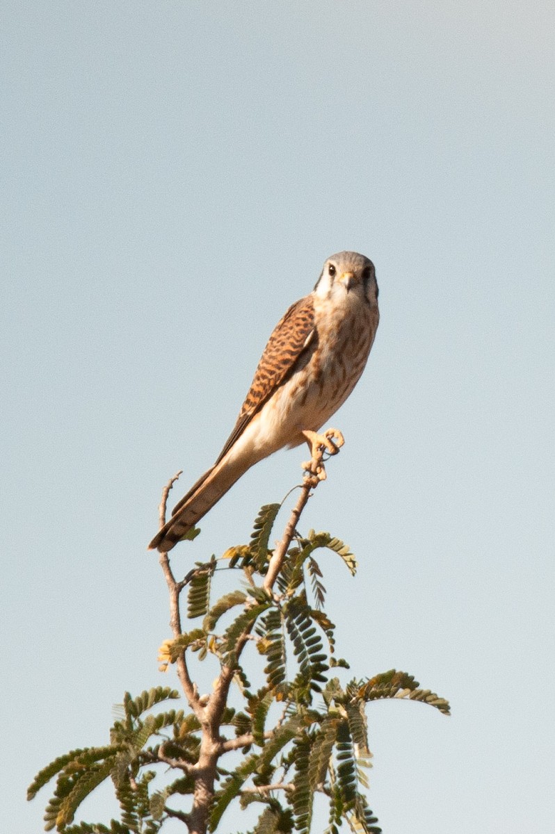 American Kestrel - ML46482191