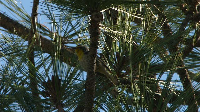 Grace's Warbler - ML464822