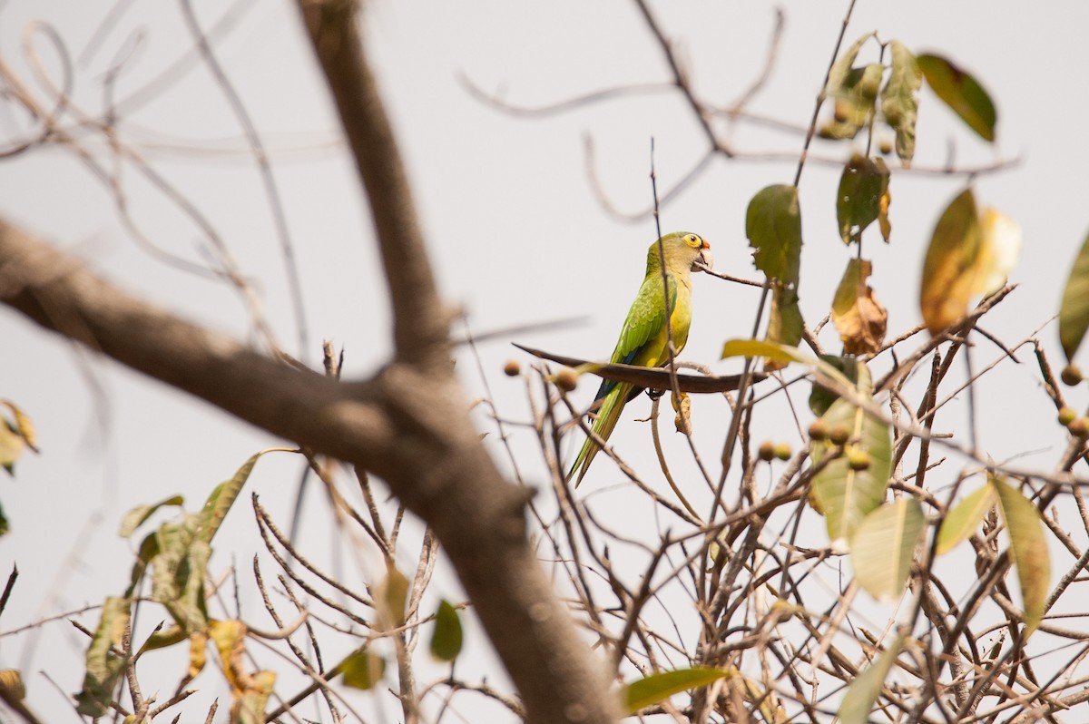 Orange-fronted Parakeet - ML46482211