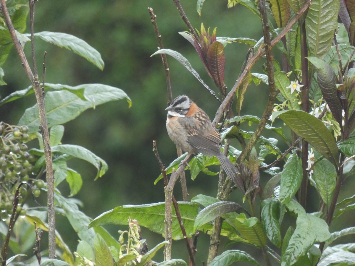 Rufous-collared Sparrow - ML464822161