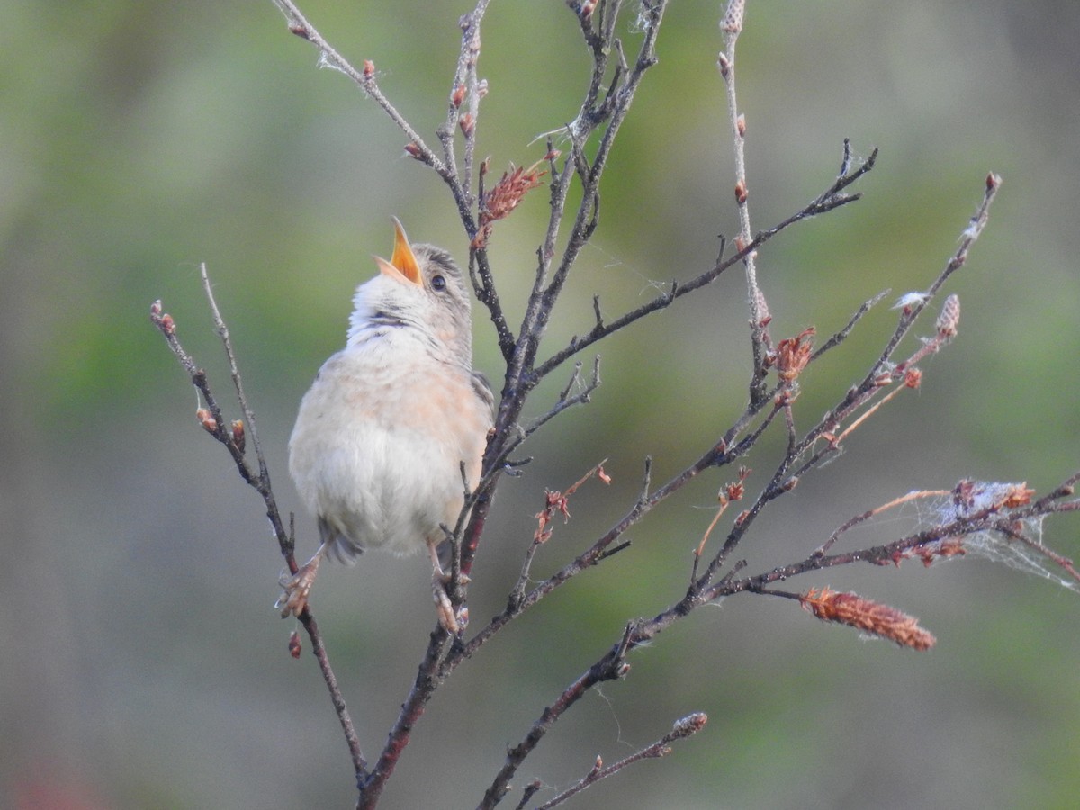 Sedge Wren - ML464822361